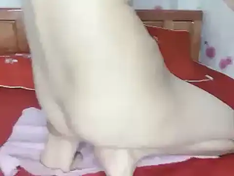 Stripchat Sex Cam for Navyfull